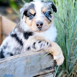 Australian Shepherd and Great Pyrenees Puppies from Naches Heights Ranch