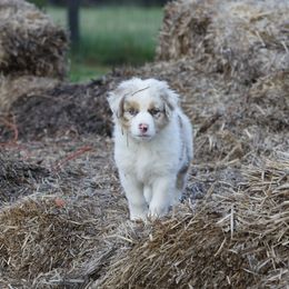 RMM1 - Red merle Australian Shepherd puppy in Warm Springs, Georgia from Out West Aussies