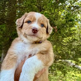 Bob (purple) - Aussiedoodle puppy from Doodle Duo