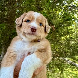 Bob (purple) - Aussiedoodle puppy from Doodle Duo