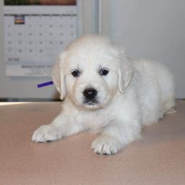 Golden Retriever Puppies from Fiddle In Gold Retrievers