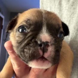 Beck - Fawn and white female French Bulldog puppy in Franklin, Pennsylvania from Falco’s Frenchies