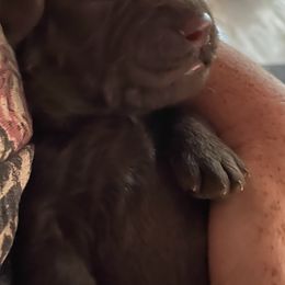 Goldendoodle Puppies from Cottage Companion Doodles