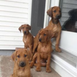 Rhodesian Ridgebacks from Shamwari