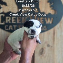 Boy 1 - Blue male Australian Cattle Dog puppy in Monroe, North Carolina from Creek View Cattle Dogs