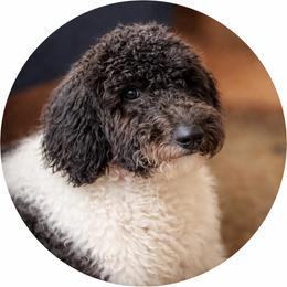 Sadie - Goldendoodle
