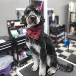 Nyah - Goldendoodle