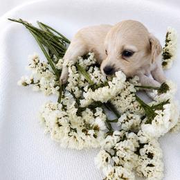 Sporty - Cream female Dachshund puppy in Sebring, Florida from Mini Weenies