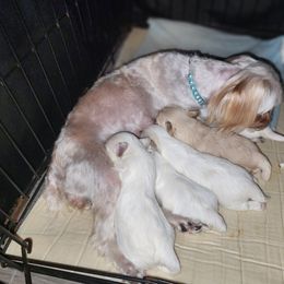 Maltese Puppies from My Precious pups