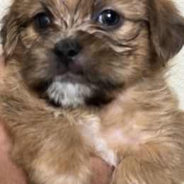 Shorkie Puppies from Shorkie Land