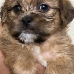 Shorkie Puppies from Shorkie Land