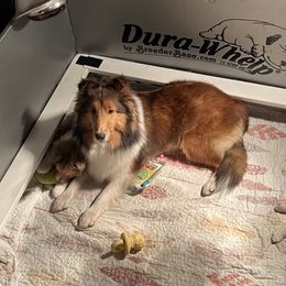 Dalmatian and Shetland Sheepdog Puppies from Karmayne Kennels