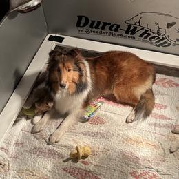 Dalmatian and Shetland Sheepdog Puppies from Karmayne Kennels