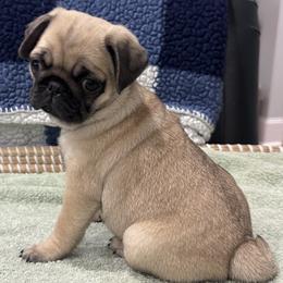 Black Collar - Fawn Girl - Fawn female Pug puppy in Troutman, North Carolina from Ohana Pugs