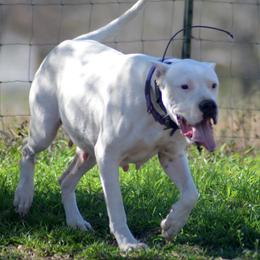 Sky - Dogo Argentino