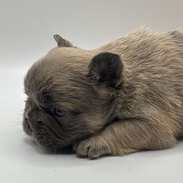 Girl 1 - Blue fawn female French Bulldog puppy in Marion, Virginia from Frenchies Vom Reiches Tal