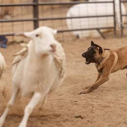 Australian Shepherd and Belgian Malinois Puppies from Rock 'n Wool Aussies & Malinois