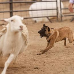 Australian Shepherd and Belgian Malinois Puppies from Rock 'n Wool Aussies & Malinois