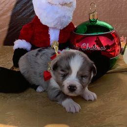 Miniature Australian Shepherd and Toy Australian Shepherd Puppies from Ozoodle’s Kennel