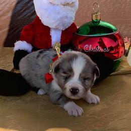 Miniature Australian Shepherd and Toy Australian Shepherd Puppies from Ozoodle’s Kennel