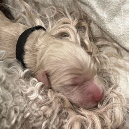 Goldendoodle Puppies from O’Doodle Clan Goldendoodles