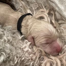 Goldendoodle Puppies from O’Doodle Clan Goldendoodles