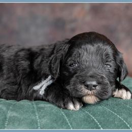 Girl 4 - female Bernedoodle puppy in Connersville, Indiana from Deaz Doodle Ranch