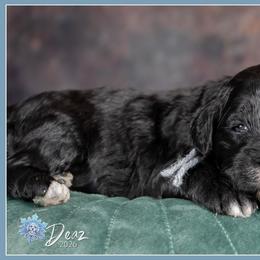 Girl 4 - female Bernedoodle puppy in Connersville, Indiana from Deaz Doodle Ranch