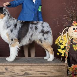 Australian Shepherd All Grown Up from Blossom Hill Aussies