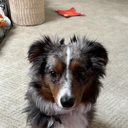Australian Shepherd, Miniature American Shepherd, and Miniature Australian Shepherd All Grown Up from Spirited Aussies
