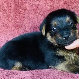 Black and Tan Boy - Black and tan male Norfolk Terrier puppy in Bristol, Tennessee from Holston Hollow Farm
