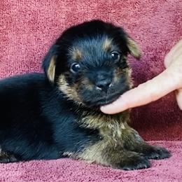 Black and Tan Boy - Black and tan male Norfolk Terrier puppy in Bristol, Tennessee from Holston Hollow Farm