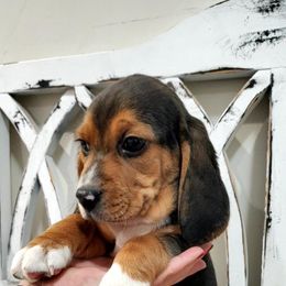 Beagle Puppies from Lazy G Kennels