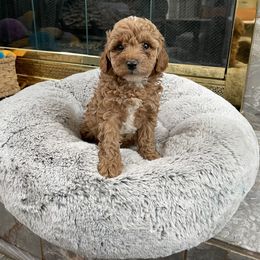 Maltese, Poodle, and Shih Tzu Puppies from Happy puppies