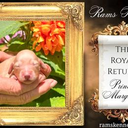 Princess Margaret - Cream female Dachshund puppy in Splendora, Texas from Ram’s Kennels