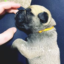 Bullmastiff Puppies from Reigning Rose Bullmastiffs