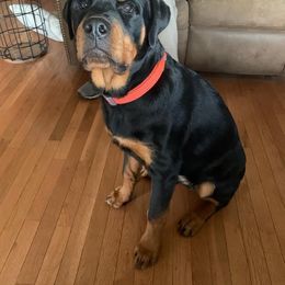 Rottweiler Puppies from T&A Rottweilers