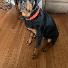 Rottweiler Puppies from T&A Rottweilers