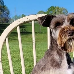 Miniature Schnauzers from Schnauzer Snobs