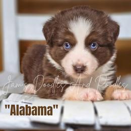 Aussiedoodle, Bernedoodle, Cockapoo, Miniature Australian Shepherd, Poodle, and Sheepadoodle Puppies from Jam's Doodles And Poodles