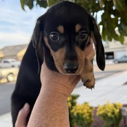 Finn - Black and tan male Dachshund puppy in Goodyear, Arizona from D&C Royal Dachshunds LLC