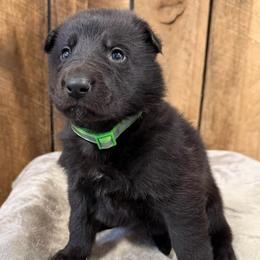 Green HC AKA Axel - Black male German Shepherd puppy in Terra Alta, West Virginia from Shepherd Country Farm and Kennels