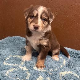 Billy the Kid - Red merle male Australian Shepherd puppy in Smithfield, Utah from C&C Ranch