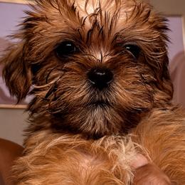 Girl 4 - Black gold and white female Shorkie puppy in Florida from Shih tzus and Shorkies Galore