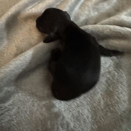 Dachshund Puppies from Dachshund Dad
