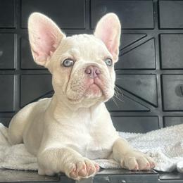Diamond - Cream female French Bulldog puppy in Clermont, Florida from Nala’s Nest