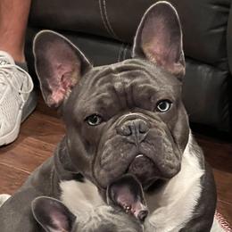 Kai - French Bulldog