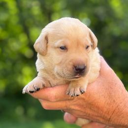 Sky - Yellow female Labrador Retriever puppy in Isle, Minnesota from Dog Ear Outfitters