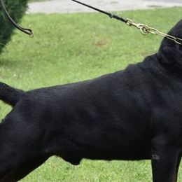 Rottweilers from Von Paris Rottweiler