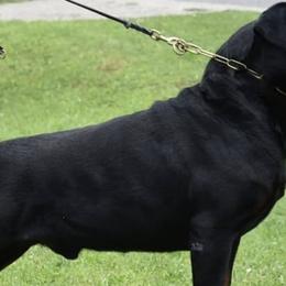 Rottweilers from Von Paris Rottweiler